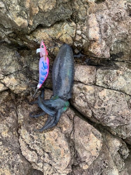 まだまだ小さい