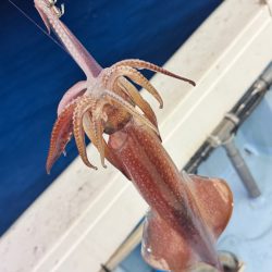 ケンサキイカ/イカメタル