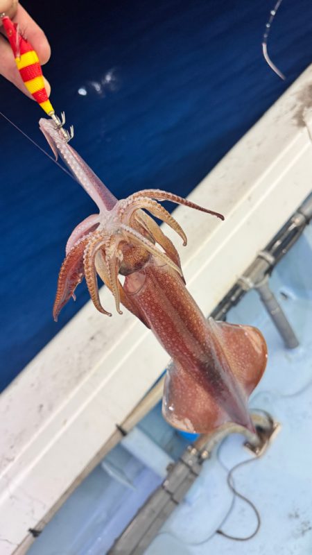 ケンサキイカ/イカメタル