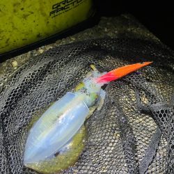 秋🦑釣れます😊