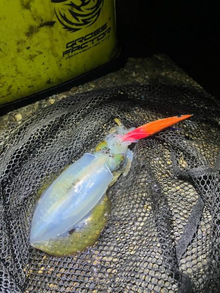 秋🦑釣れます😊