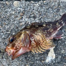 デイアコウがんばる・・・アコウ46cm