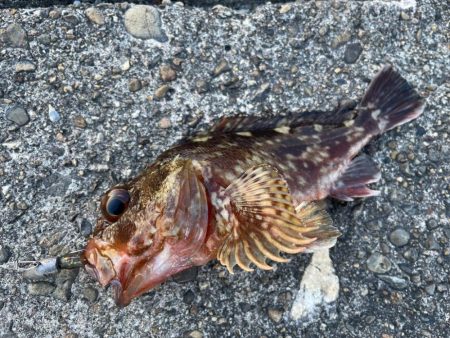 デイアコウがんばる・・・アコウ46cm