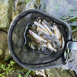 今シーズンラスト渓流