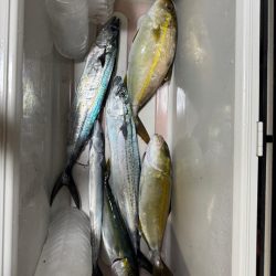 ヨコワ恐怖症😂