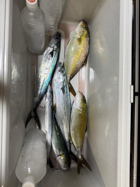 ヨコワ恐怖症😂