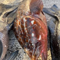 エビ撒きで五目釣り