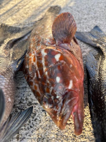 エビ撒きで五目釣り