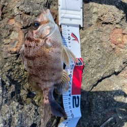 濁りと暑さの闘い