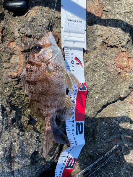 濁りと暑さの闘い