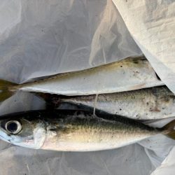 ジグサビキ　32