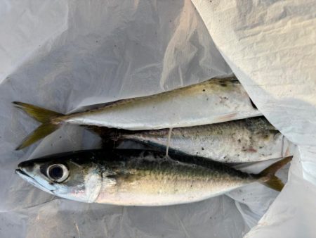 ジグサビキ　32