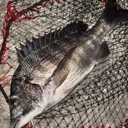 ヘチってきました