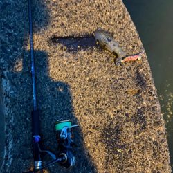 仕事終わりにちょいエギング