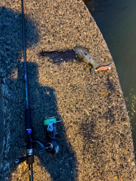 仕事終わりにちょいエギング