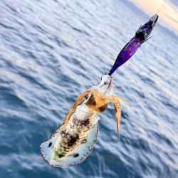 アオリイカ/ティップラン