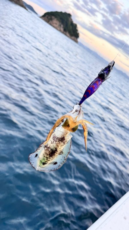 アオリイカ/ティップラン