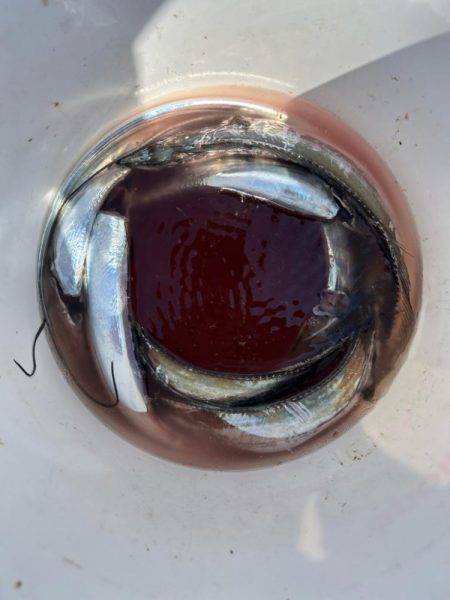 初の紀北ジギング！