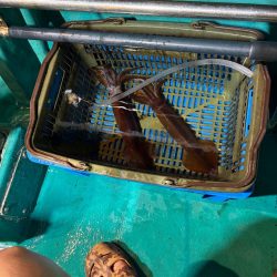 6回目イカメタル