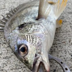 エビ撒き🦐でグレ釣れました