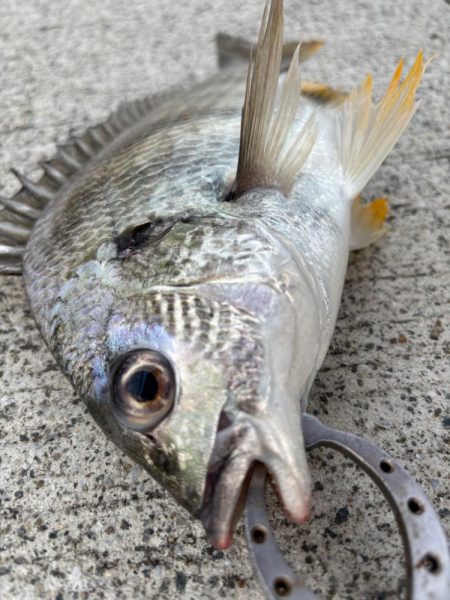 エビ撒き🦐でグレ釣れました