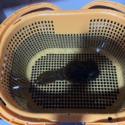 激渋イカメタル🦑