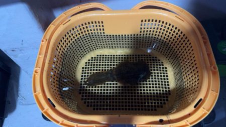 激渋イカメタル🦑