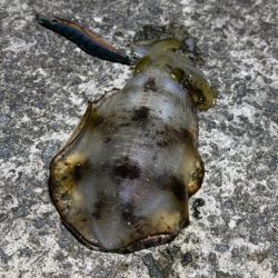 第４回空ちゃんエギング大会１