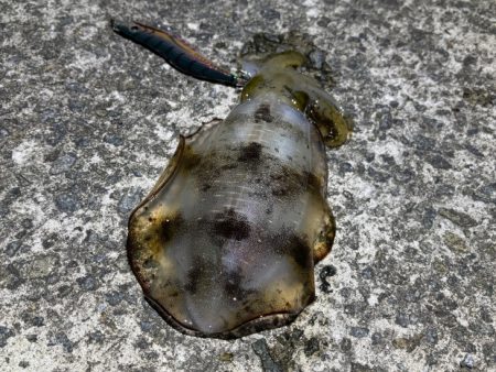 第４回空ちゃんエギング大会１