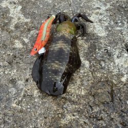 のりくら渡船利用で西島エギング