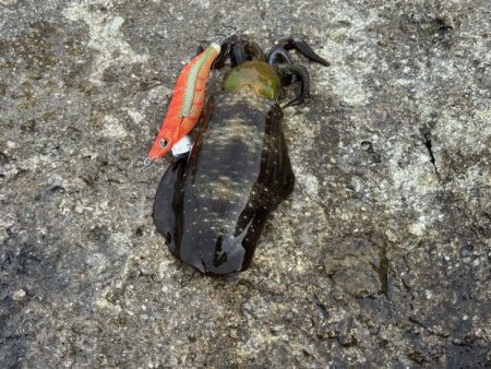 のりくら渡船利用で西島エギング