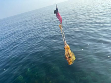 夜明け前からエギング｜まだまだ小さい！