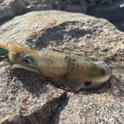 姫路離島秋エギング｜サイズ小さく激渋！