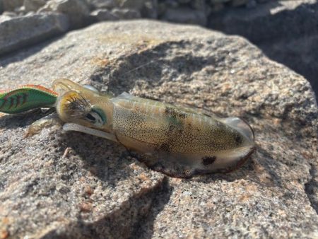 姫路離島秋エギング｜サイズ小さく激渋！