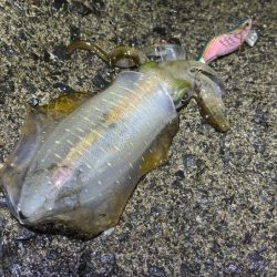 ナイトエギングでサイズアップ！けど渋い・・・