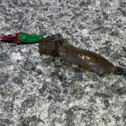 空ちゃんエギング大会｜ケンサキでみかんちゃん賞ゲット