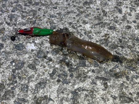 空ちゃんエギング大会｜ケンサキでみかんちゃん賞ゲット