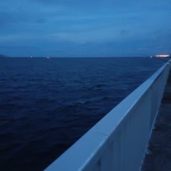 久しぶりのタチウオ