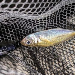 エギングとフロートリグ