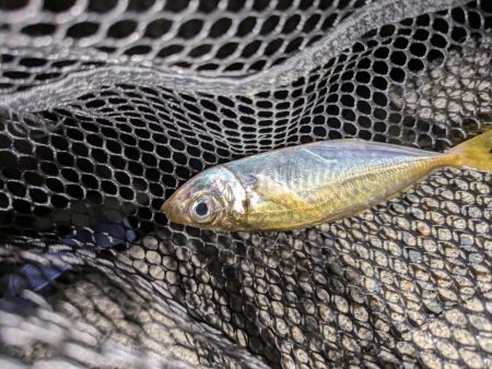 エギングとフロートリグ