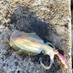 エギングへエギング