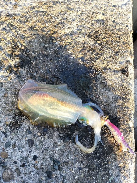 エギングへエギング