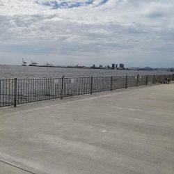 初めてのサヨリ釣り