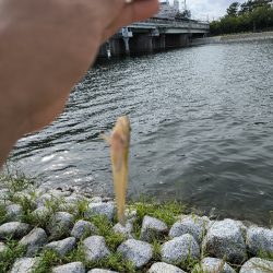 みんなでハゼ釣り