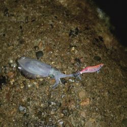 24ルビアス、墨付け完了！