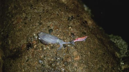 24ルビアス、墨付け完了！