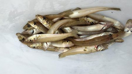 数だけはのびました。