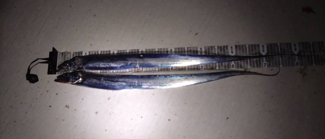 今年初太刀魚調査＆予期せぬ外道も