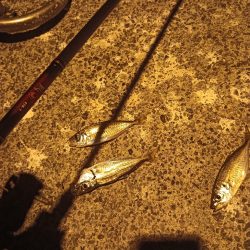 メバリングロッド鱗づけ成功