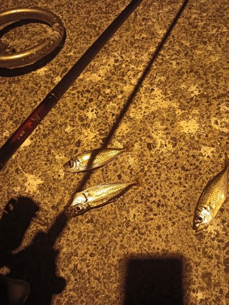 メバリングロッド鱗づけ成功